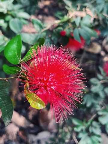 Calliandra is a genus of flowering plants in the pea family, Fabaceae, in the mimosoid clade of the subfamily Caesalpinioideae. It contains about 140 species that are native to tropical and subtropical regions of the Americas.