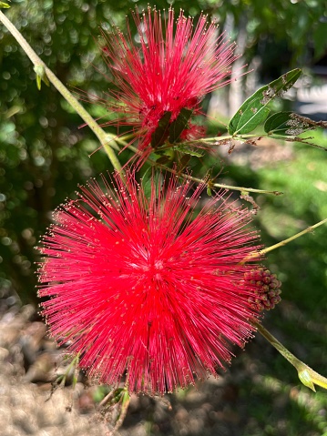 Calliandra is a genus of flowering plants in the pea family, Fabaceae, in the mimosoid clade of the subfamily Caesalpinioideae. It contains about 140 species that are native to tropical and subtropical regions of the Americas.
