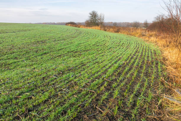 brotes verdes de trigo de invierno que crecen en un campo agrícola en un día de otoño - winter wheat fotografías e imágenes de stock