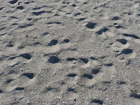 After the rain, the traces in the beach sand are clearly visible. They are a popular motif with a poetic background.