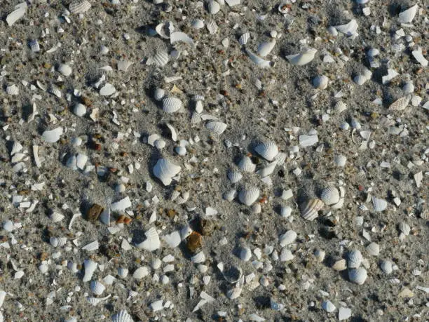 The beach in Ahrenshoop is stone- and shell-free in certain areas. However, after the storm, fine shell remnants can be found in the sand.