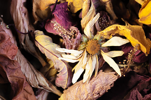 Lots of dried and old flowers and leaves together. Memories.