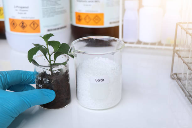 istock Boron fertilizer, Experimenting with chemical fertilizers for agriculture 1804007321