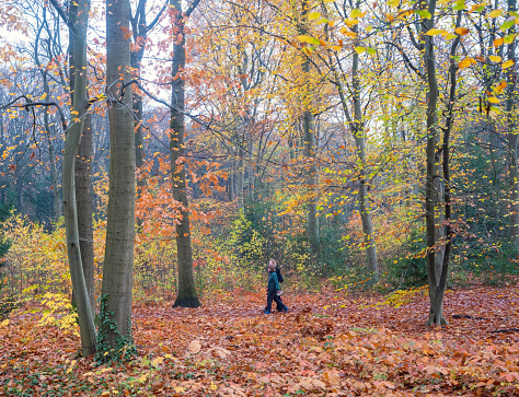 driebergen, netherlands, 17 november 2023: two women walk in fall forest between colorful leaves