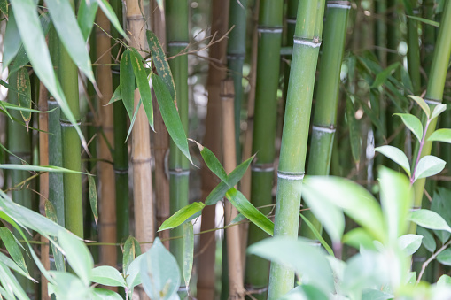 bamboo can be used for natural background