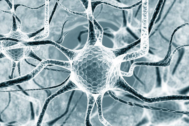 istock Neurons, Active nerve cells,  neuronal network. 3d illustration 1804021940