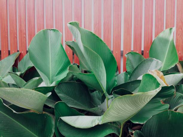Beautiful of green tropical leaves