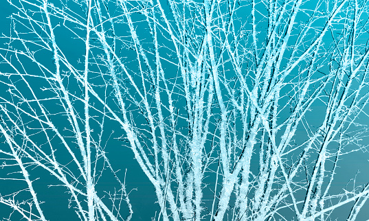 White Tree Silhouette on Teal Background - Winter - photograph