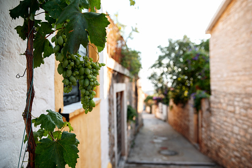 Blurred background of narrow croatian street with bushes of green grapes. Atmospheric alleyway with dwellings decorated with stones. Sweet berries growing near houses.