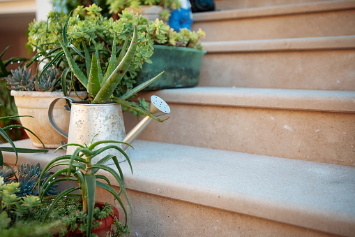 Close up of street beige marble staircase decorated with lots of flower pots. Elegant doorsteps to croatian villa entrance with cactus and many different plants. Garden decoration.