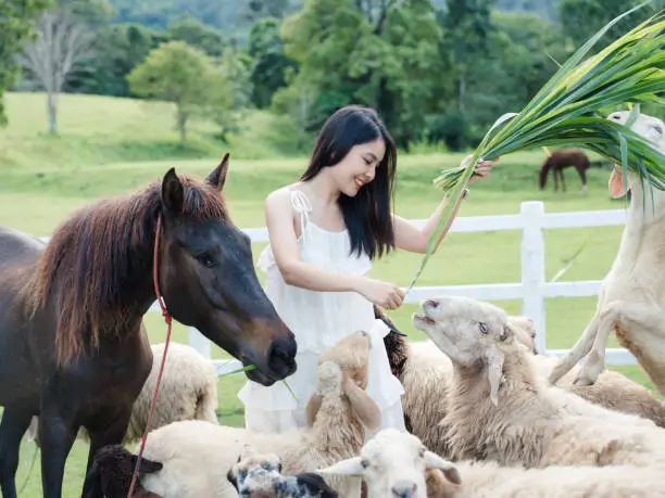 Photo of Happy asian woman feeding of flock of sheep and horse on grass in rural farm