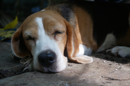Close-up on face, focus on eye of an adorable beagle dog lying on the dirty floor,shooting with a shallow depth of field.