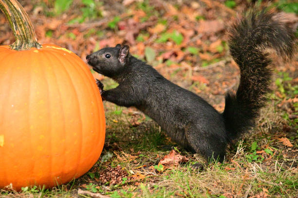 istock Funny American Black Squirrel and a pumpkin 1804052801
