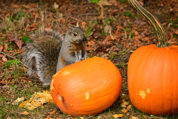 Cute Gray Squirrel stands up and investigates two pumpkins from a fall Halloween display