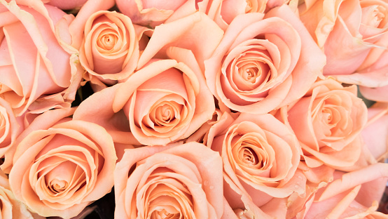 A  closeup from a rosewall with peach roses