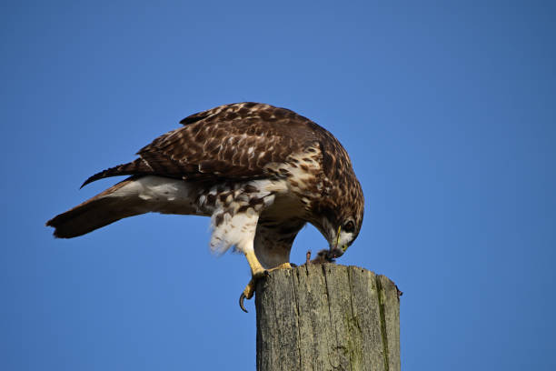 Hawk With Mouse 380+ Mouse Tailed Stock Photos, Pictures & Royalty-Free Images - iStock