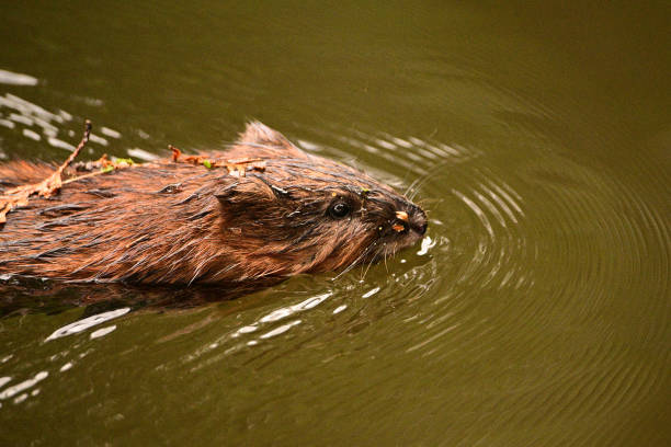 istock Muskrat swimming along a river 1804064293
