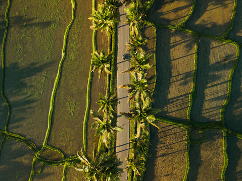 Directly above aerial  view of motorcycle driving on the road through rice fields and coconut palm trees