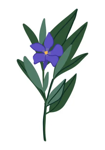 Vector illustration of Periwinkle plant clipart. Vinca minor flower in cartoon style. Botanical vector illustration isolated on white.