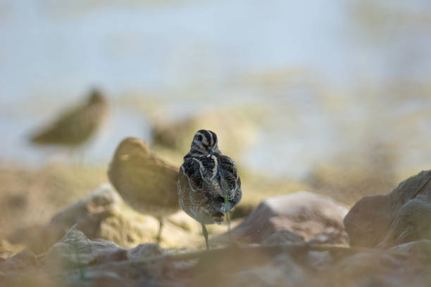 A Common Snipe looks cutely at the camera on the muddy shore of a lake with indirect sunlight in the background