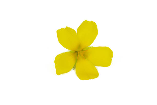 istock Damiana or Turnera diffusa flowers on white background 1804079142