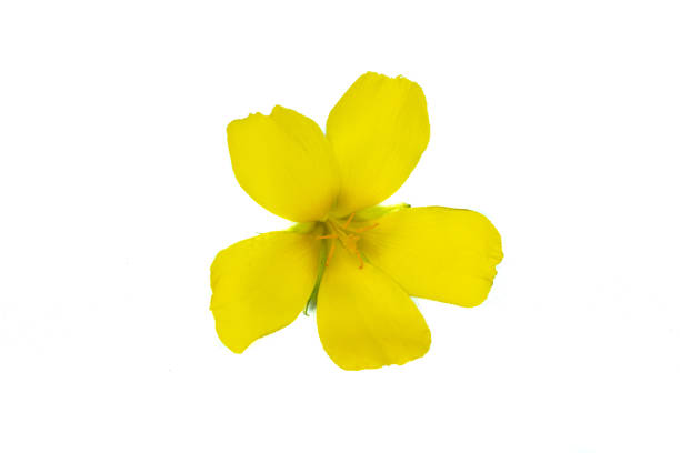 istock Damiana or Turnera diffusa flowers on white background 1804079186