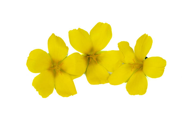 istock Damiana or Turnera diffusa flowers on white background 1804079880