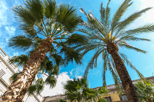 Two palms seen from below against the blue sky. Two buildings can be glimpsed in the background, as if you are in a square. Blue sky and small clounds