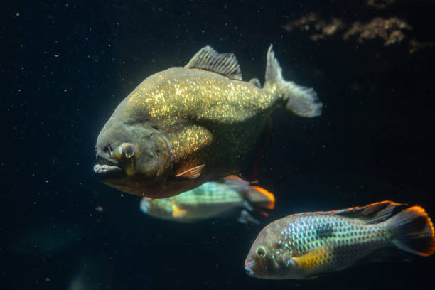istock Red-bellied piranha fish, underwater. 1804082073