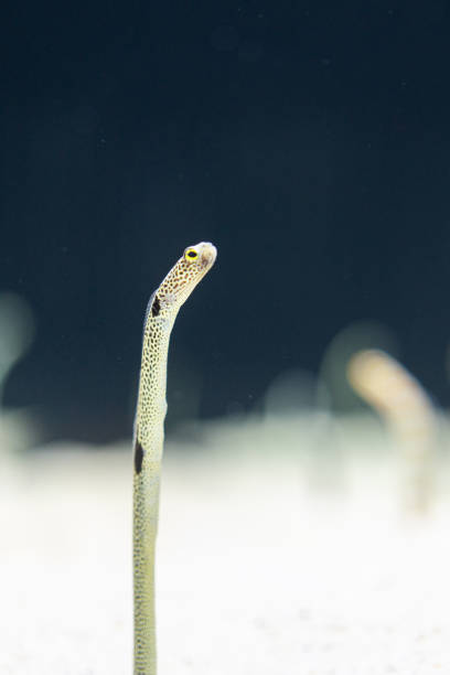 istock A ocean worm, underwater animal. 1804082075