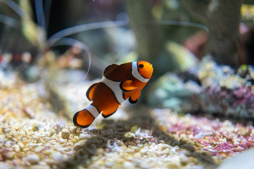 A cute little anemonefish or clown fish during swimming on sea ground. Sealife animal portrait photo, underwater. Selective focus.