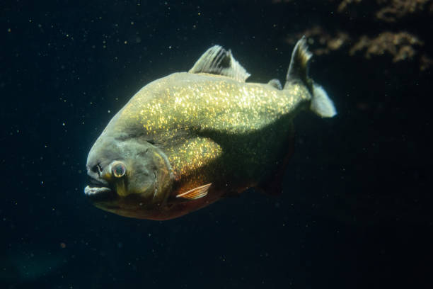 istock Red-bellied piranha fish, underwater. 1804082593