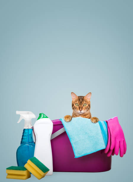istock Cleaning products and tools for home cleaning. 1804085246