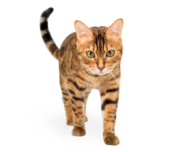 istock Bengal cat walking towards the camera, isolated on a white background. 1804085250