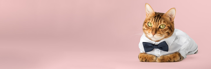 Cat in a shirt and bow tie on a pink background. Copy space.