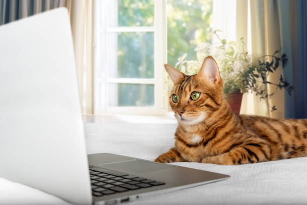 istock Domestic cat looking at laptop screen 1804085789