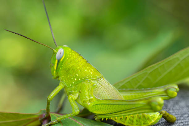 istock Grasshoppers land on leaves 1804087988