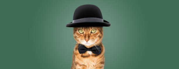 istock The cat is wearing a hat and a bow tie. 1804088010