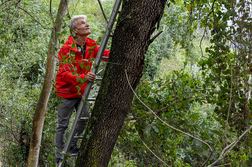 Man in red coat climbs ladder up tree in lush forest