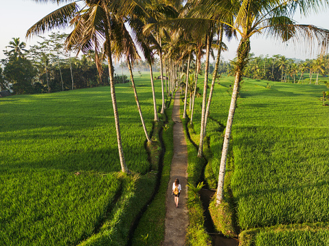 Aerial view of woman with backpack walking on road surrounded by coconut palm trees that goes through rice paddies