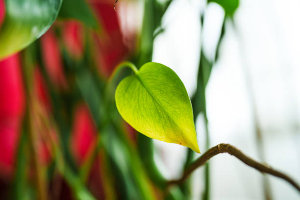 House Plants indoor