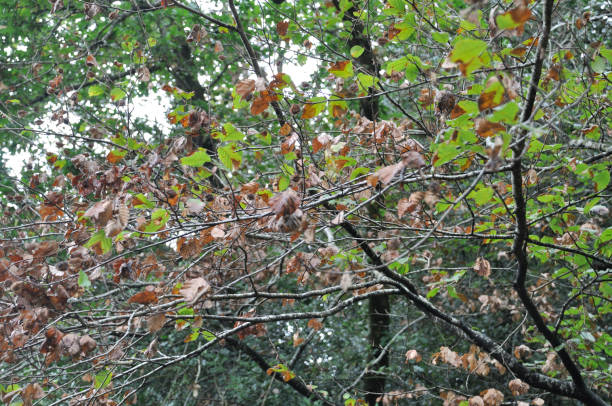istock Oaks with leaves withered due to drought 1804097336