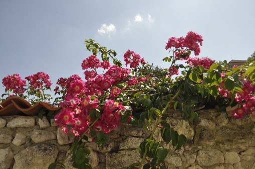 Roses on a wall in Talmon sur Gironde