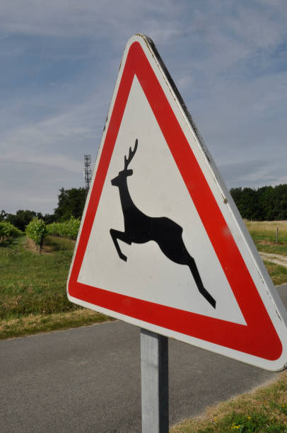 istock road sign indicating wild animals 1804098335