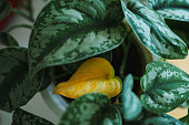 Dried tips of houseplants leaves