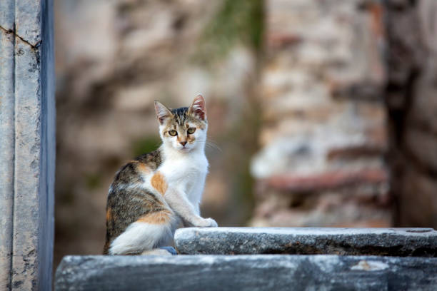 istock Ephesus Ancient city and cat, Izmir / Turkey 1804101032