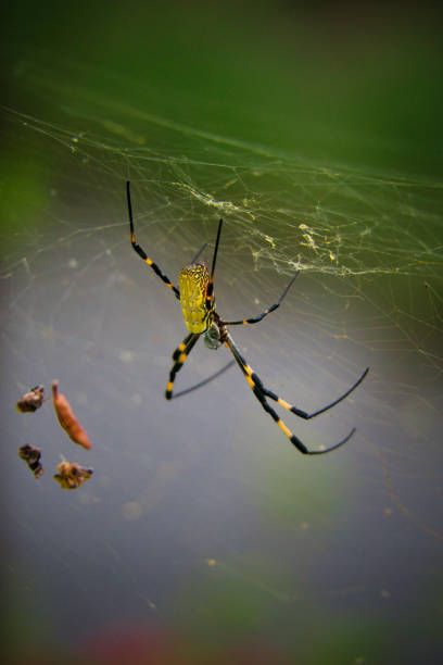 istock A female spider spins a web and waits for prey. 1804111799