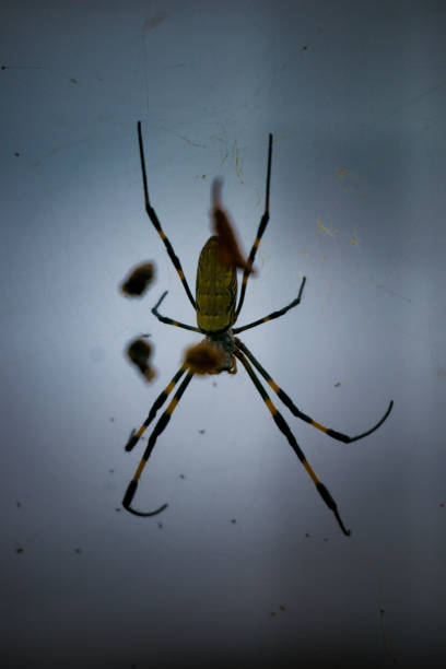 istock A female spider spins a web and waits for prey. 1804111941