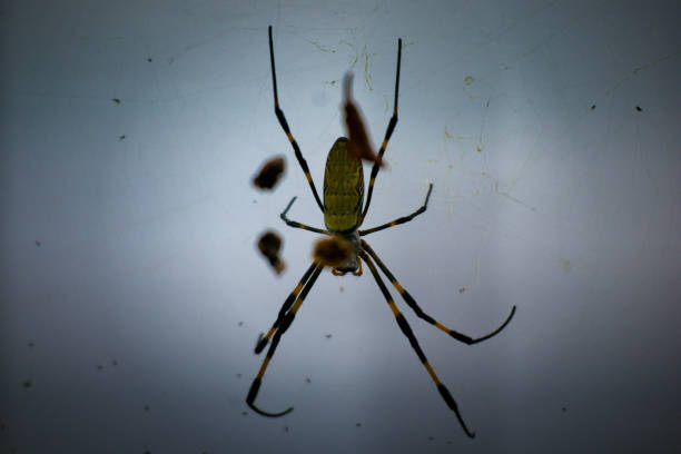 istock A female spider spins a web and waits for prey. 1804112347