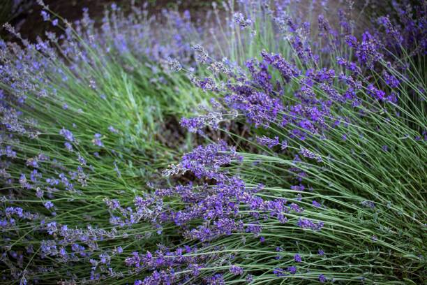 istock Lavender flowers on a lavender field lavender plantation 1804112954